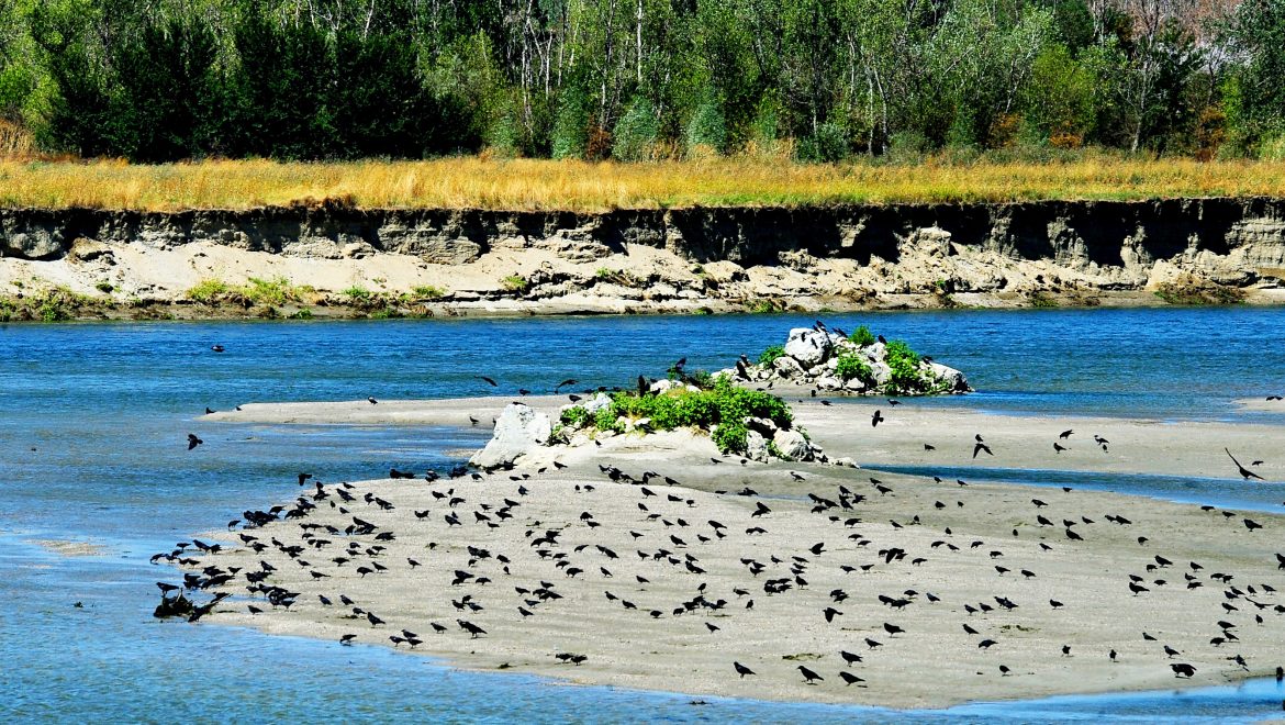 Aria naturală protejată de interes național B10 Ostrovul Mare