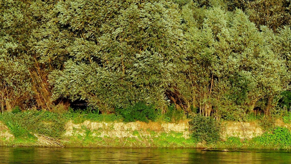 Situl Natura 2000 ROSCI0044 Corabia – Turnu Măgurele